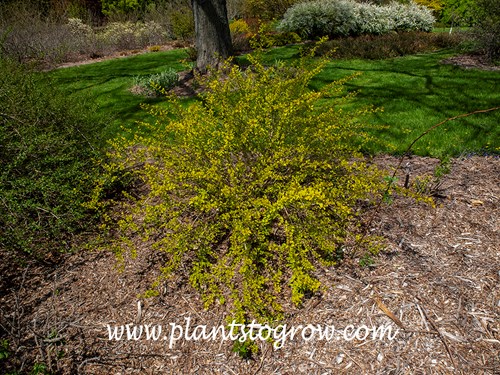Tiny Wine Gold Ninebark (Physocarpus) 
(end of April)